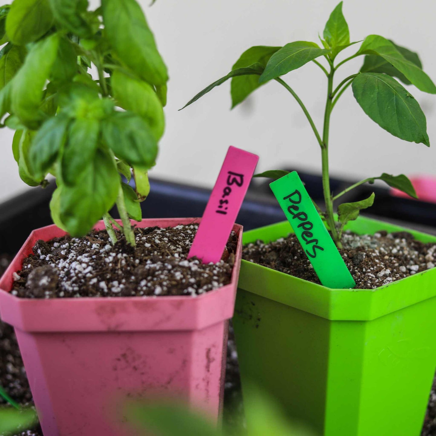 Multi-color Plant Labels | 100 count - Tampa Home & Garden Store
