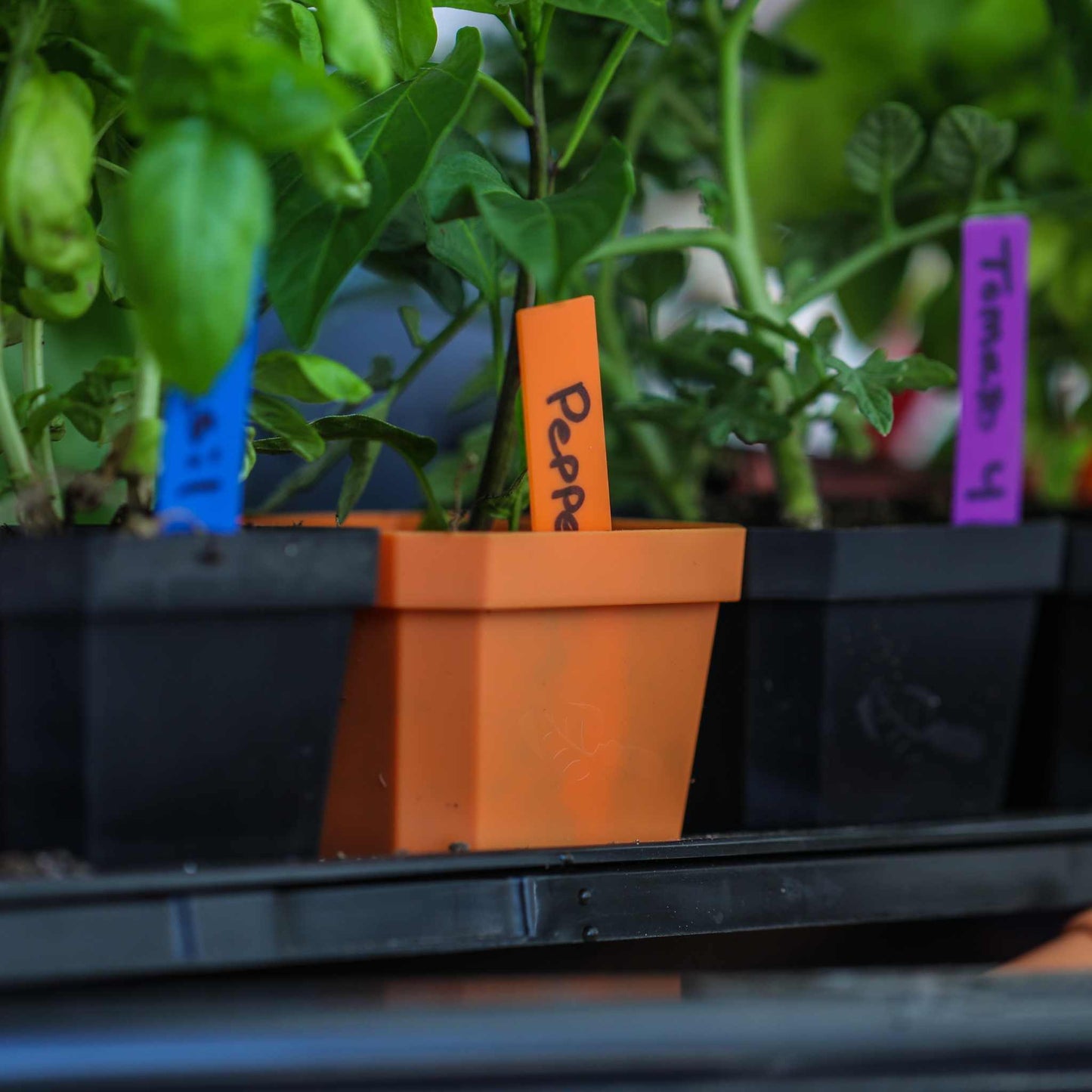 Multi-color Plant Labels | 100 count - Tampa Home & Garden Store