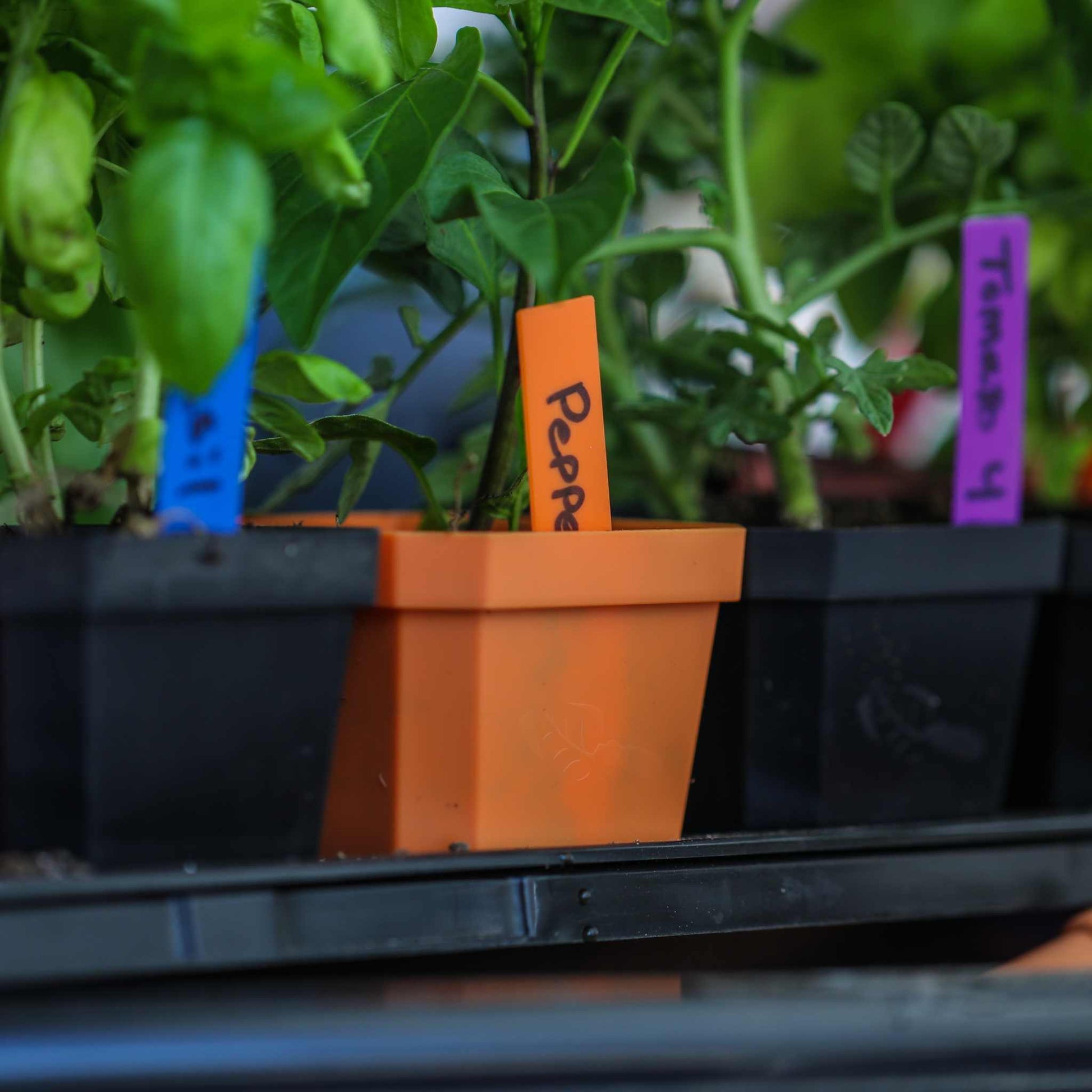 Multi-color Plant Labels | 100 count - Tampa Home & Garden Store
