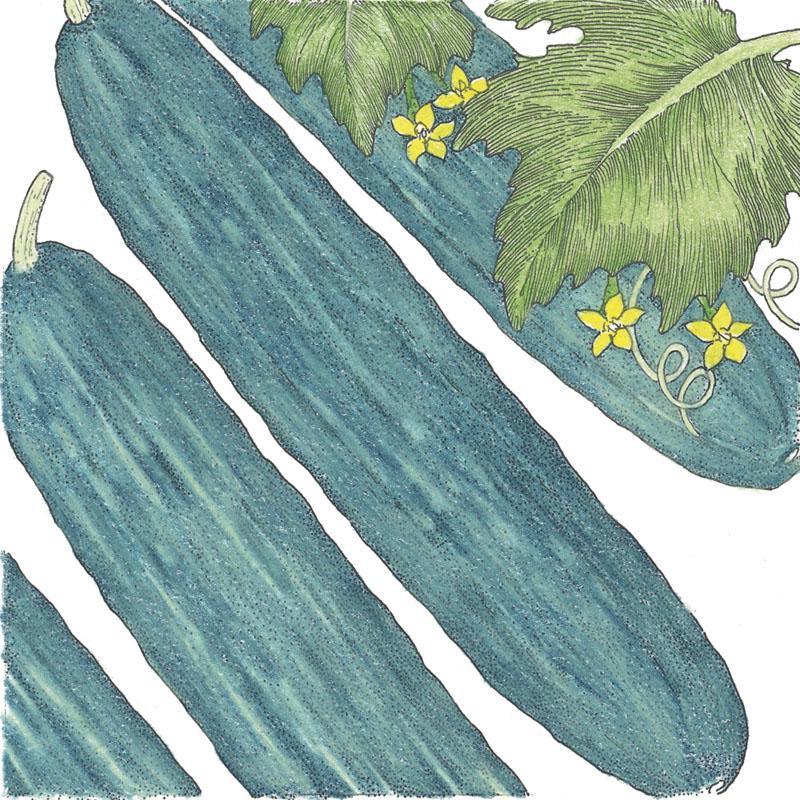 Muncher Cucumber Seeds (Organic) - Tampa Home & Garden Store