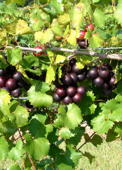 Muscadine Grape 'Alachua' (Vitis rotundifolia) - Tampa Home & Garden Store