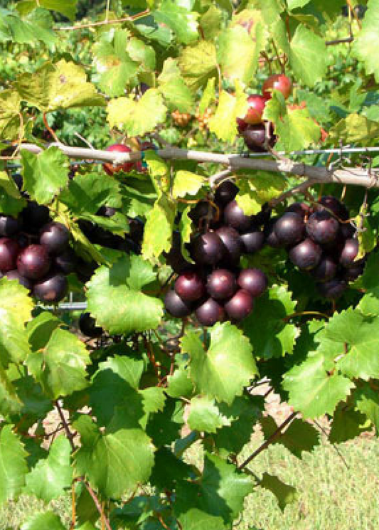 Muscadine Grape 'Alachua' (Vitis rotundifolia) - Tampa Home & Garden Store