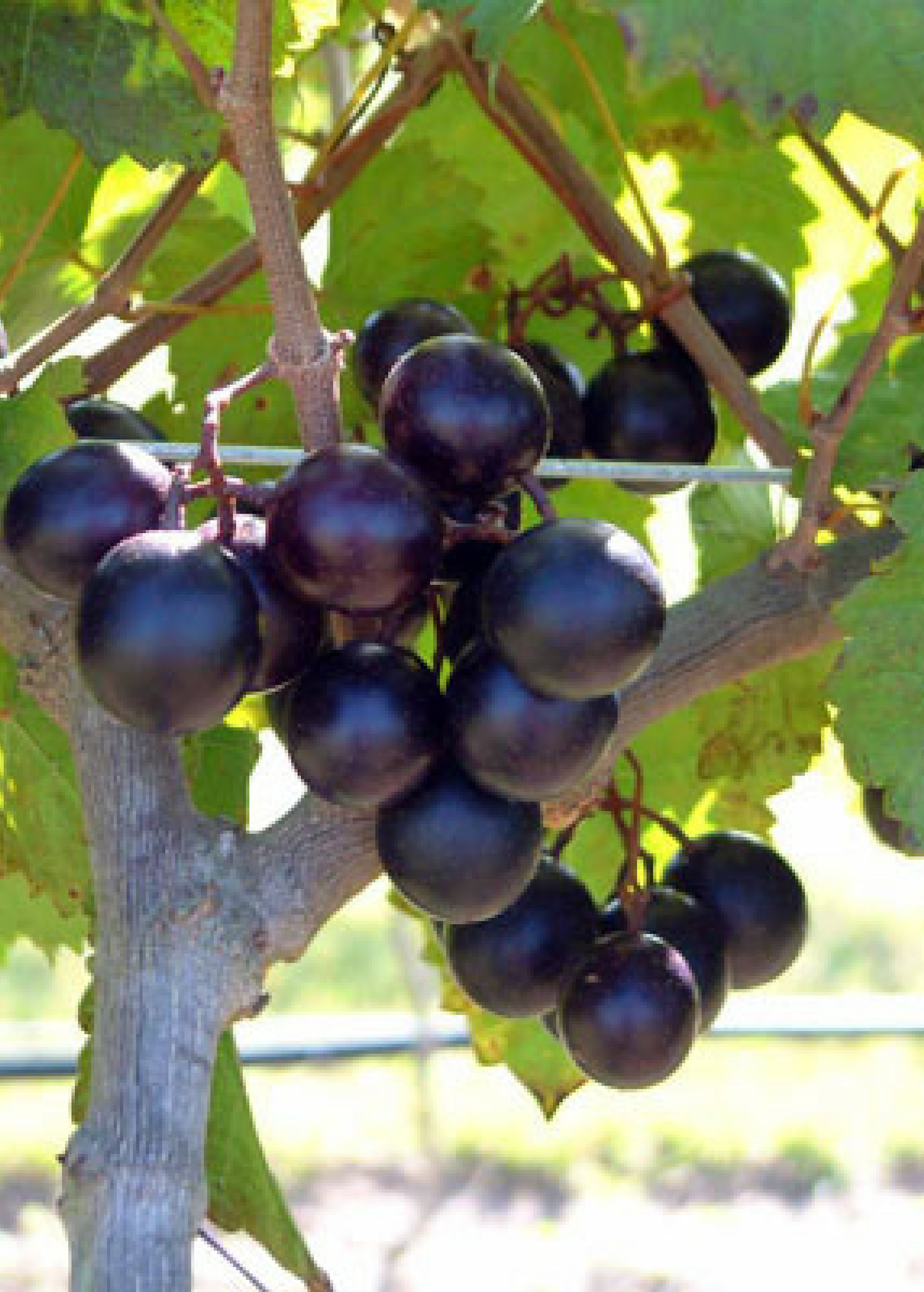 Muscadine Grape 'Alachua' (Vitis rotundifolia) - Tampa Home & Garden Store