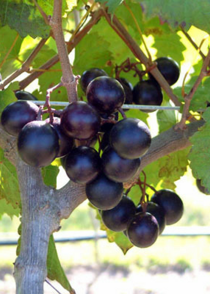 Muscadine Grape 'Alachua' (Vitis rotundifolia) - Tampa Home & Garden Store