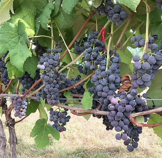Muscadine Grape Seeds - Non GMO - Vitis Rotundifolia E165 - Tampa Home & Garden Store