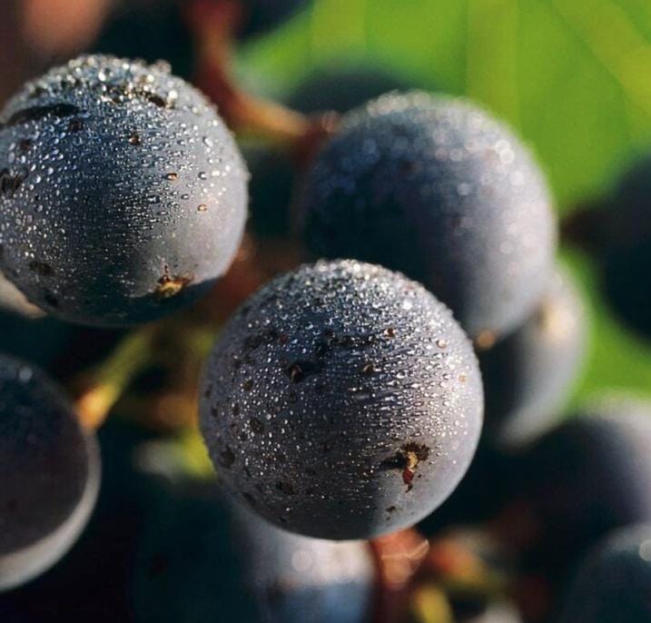 Muscadine Grape Seeds - Non GMO - Vitis Rotundifolia E165 - Tampa Home & Garden Store