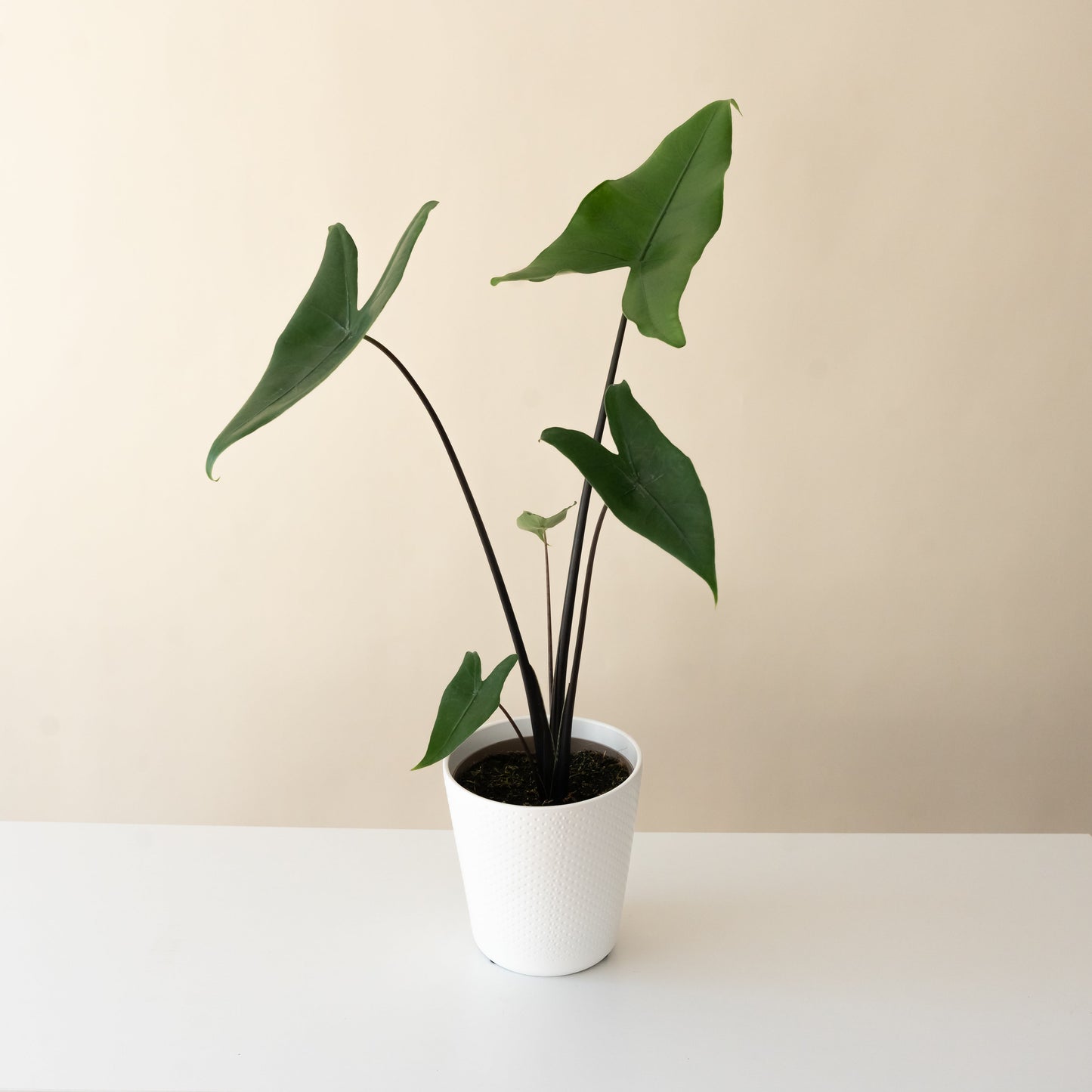 Mythic® Blackout™ - Tampa Home & Garden Store