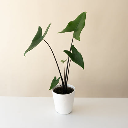 Mythic® Blackout™ - Tampa Home & Garden Store