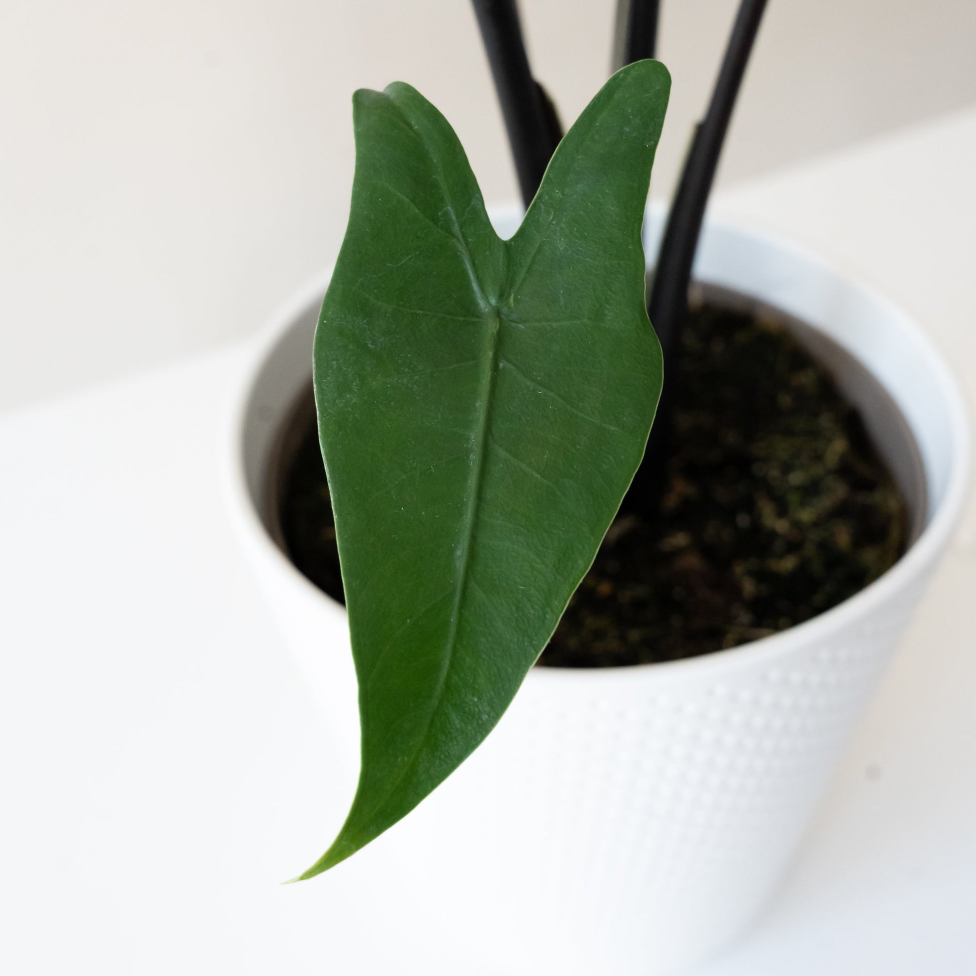 Mythic® Blackout™ - Tampa Home & Garden Store