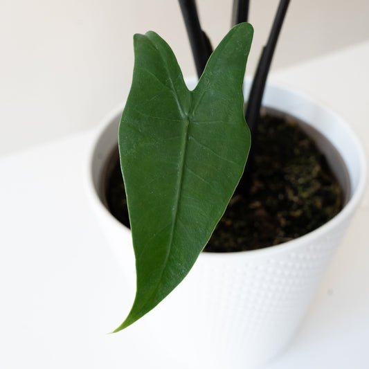 Mythic® Blackout™ - Tampa Home & Garden Store