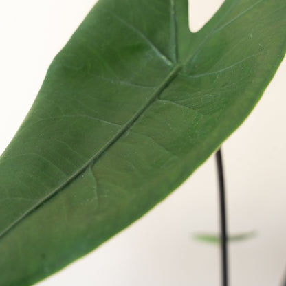 Mythic® Blackout™ - Tampa Home & Garden Store