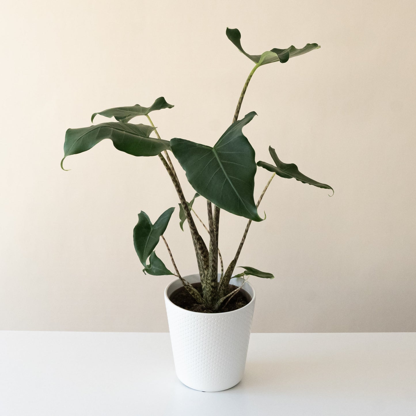 Mythic® Jungle Music™ - Tampa Home & Garden Store