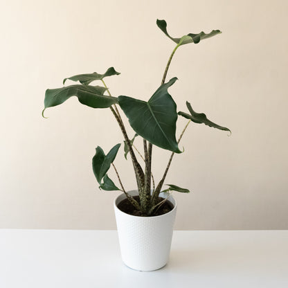 Mythic® Jungle Music™ - Tampa Home & Garden Store