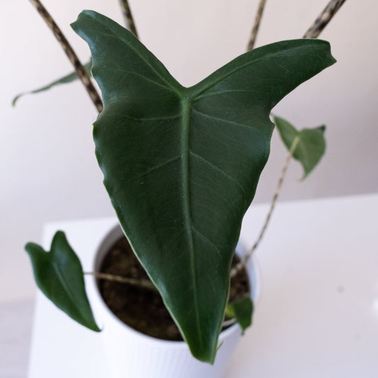 Mythic® Jungle Music™ - Tampa Home & Garden Store