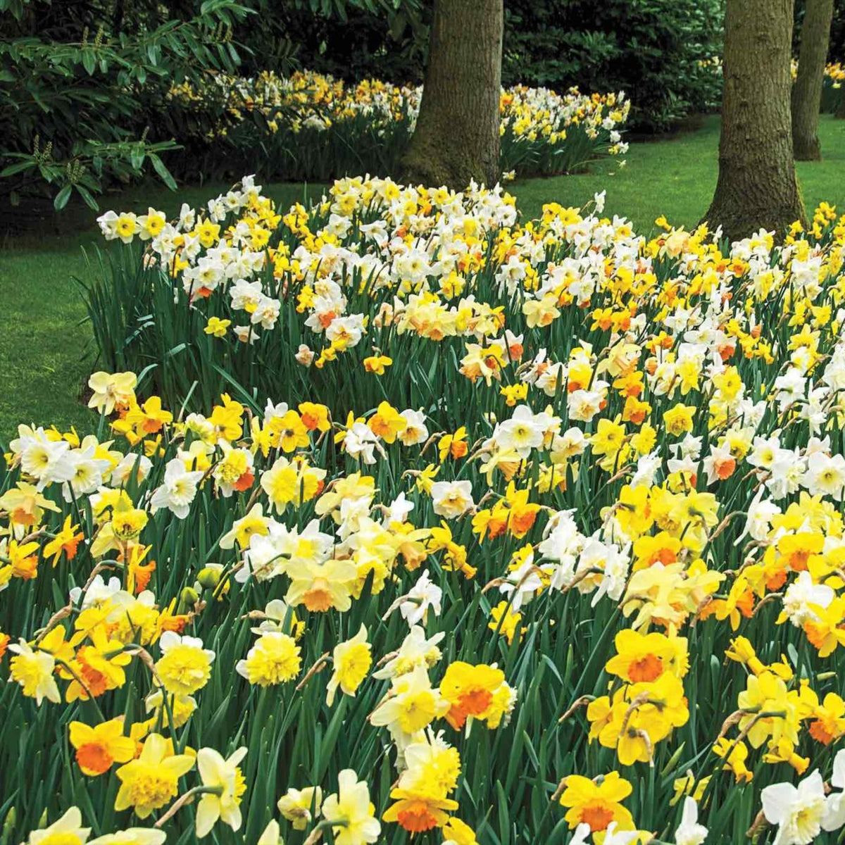 3 Months of Daffodils Mixture plant with yellow and white blooms in a garden bed on Tampa Home & Garden Store