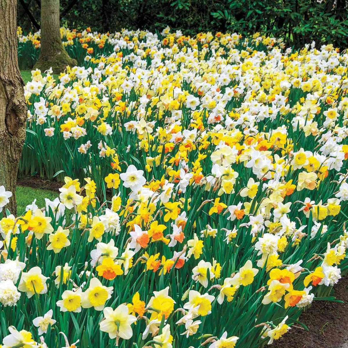 Giant Daffodils for Naturalizing plant with white and yellow blooms and orange centers on Tampa Home & Garden Store