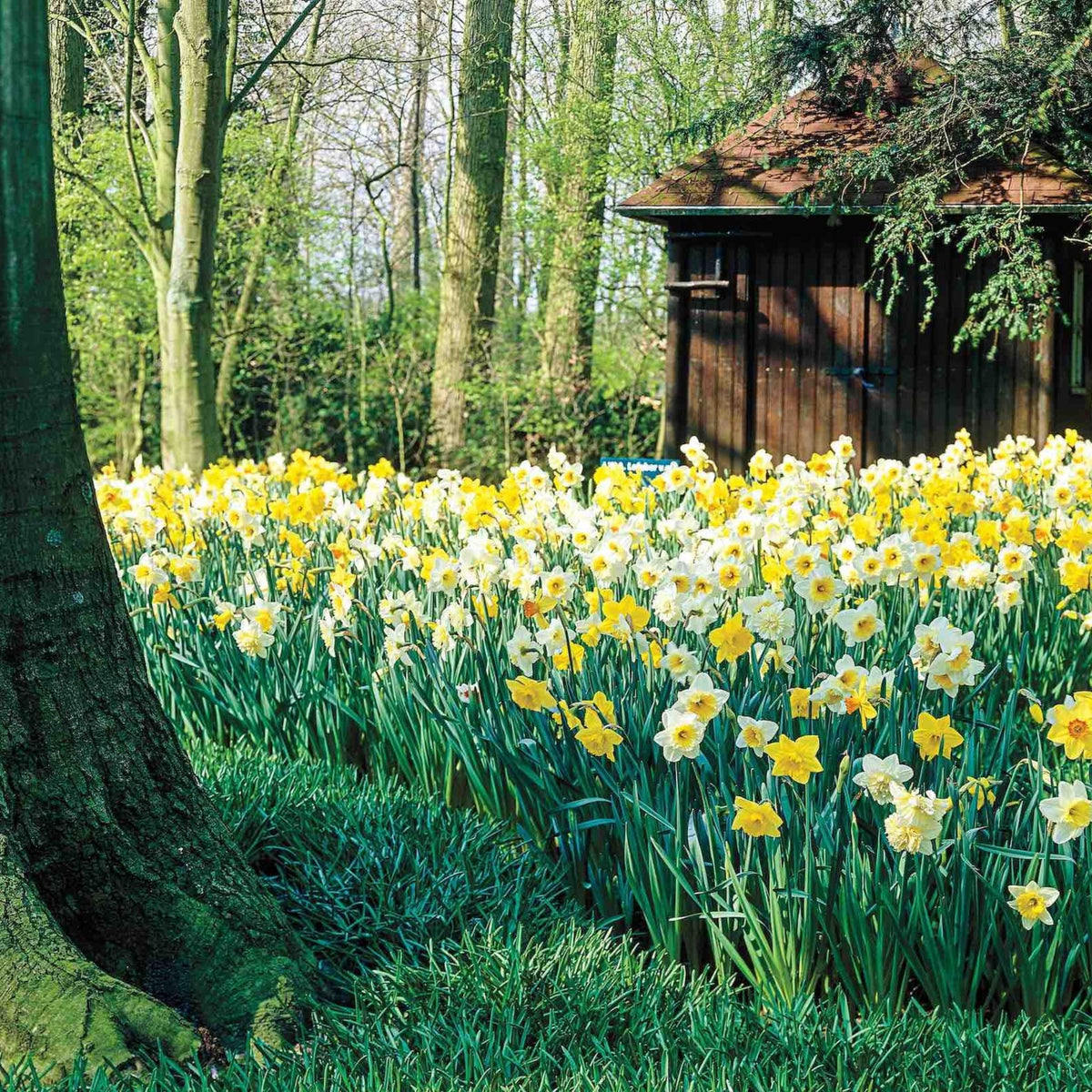 Daffodils for Shade Mix plant with yellow blooms in a garden bed beside a wooden shed on Tampa Home & Garden Store