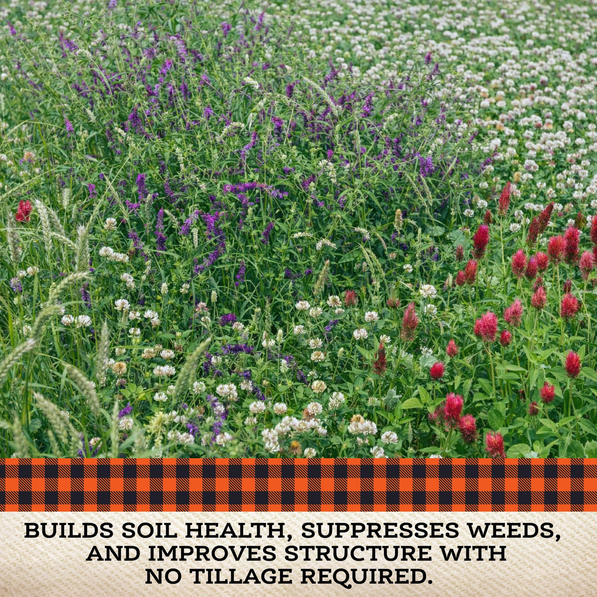 No Till Cover Crop Mix seeds by Tin Shed Seed Company in a field of purple white blossoms on Tampa Home & Garden Store