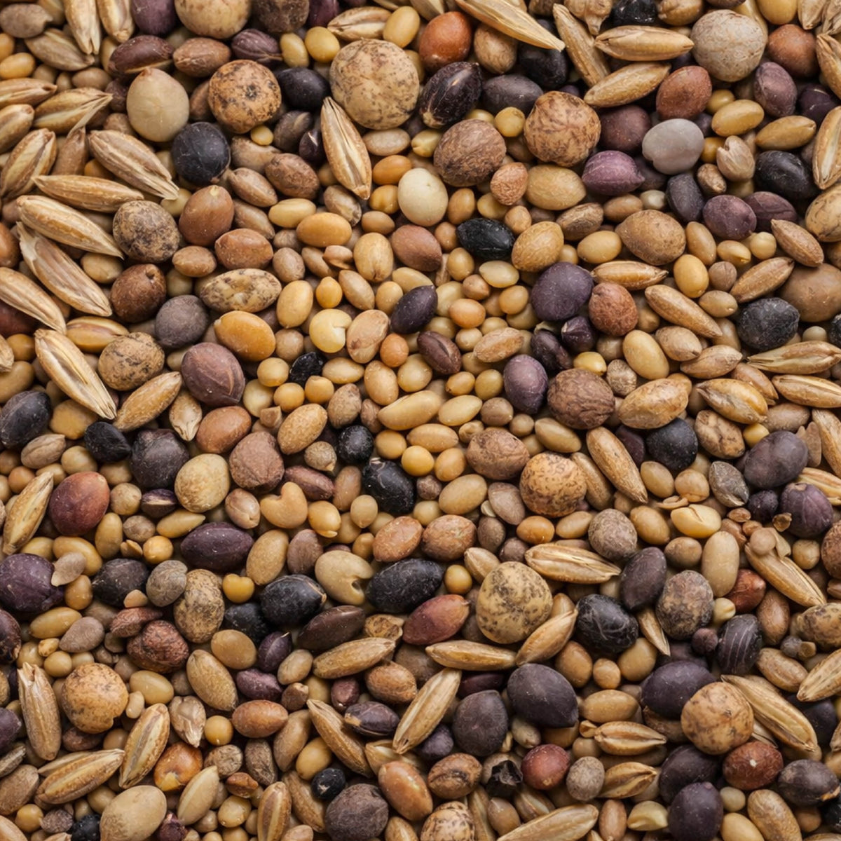 No Till Cover Crop Mix seeds Tin Shed Seed Company multicolor blend of small elongated grains on Tampa Home & Garden Store