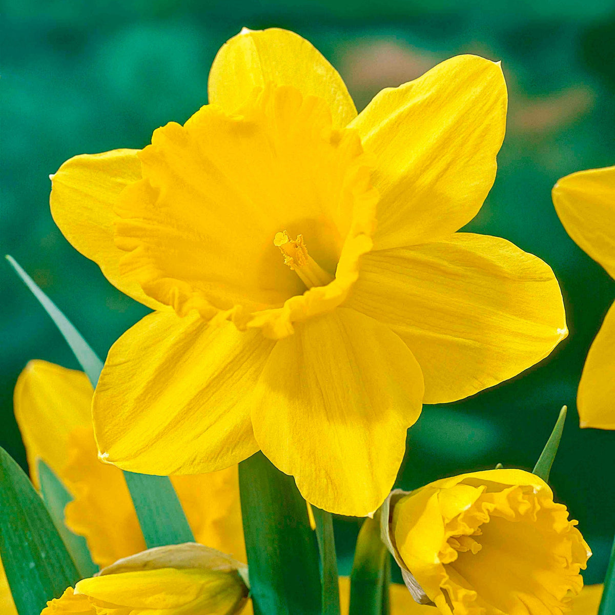 Carlton Daffodil plant with bright yellow blooms and green leaves from Live Good Logistics on Tampa Home & Garden Store