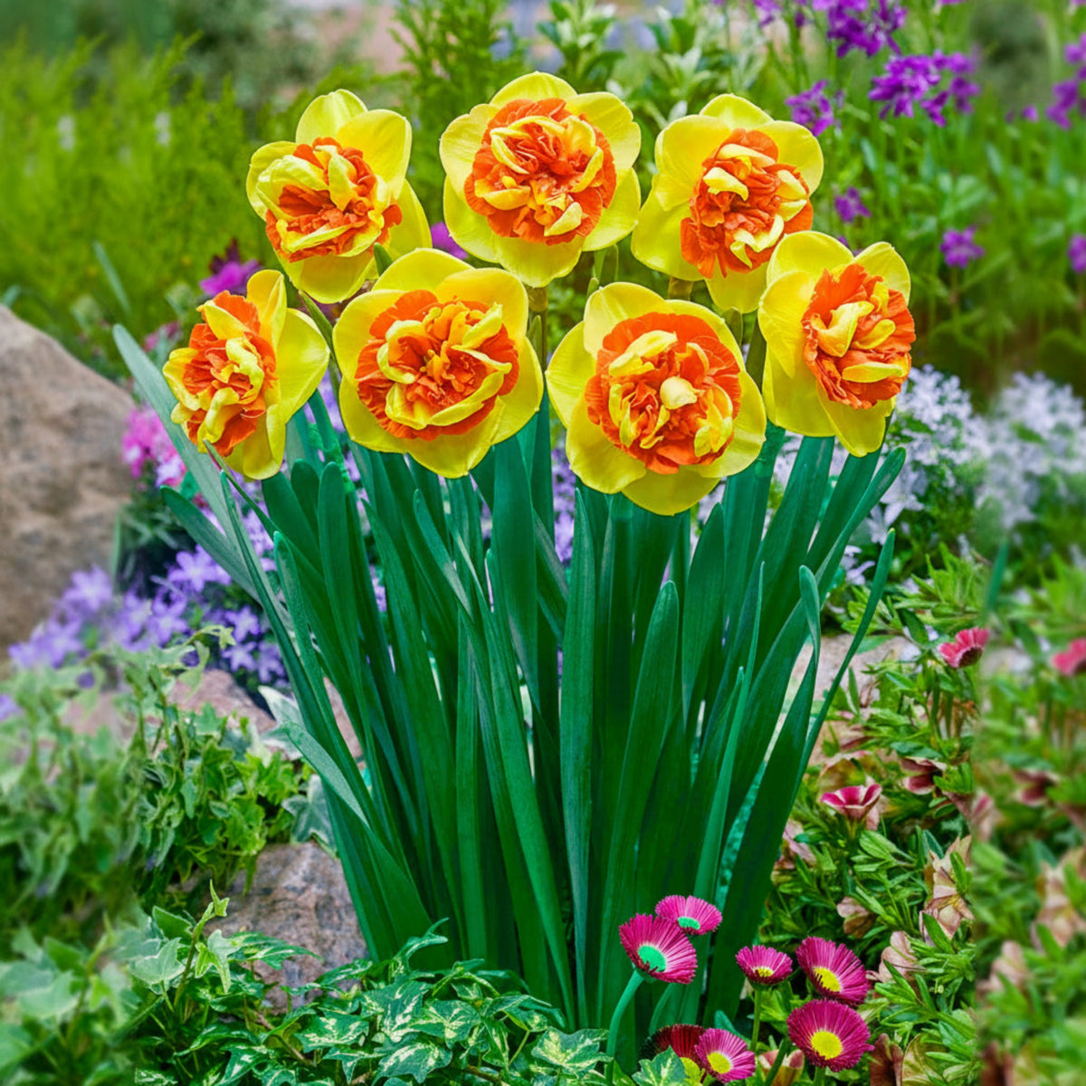 Kiwi Sunset Daffodil plant with bright yellow petals and orange centers in a garden bed on Tampa Home & Garden Store