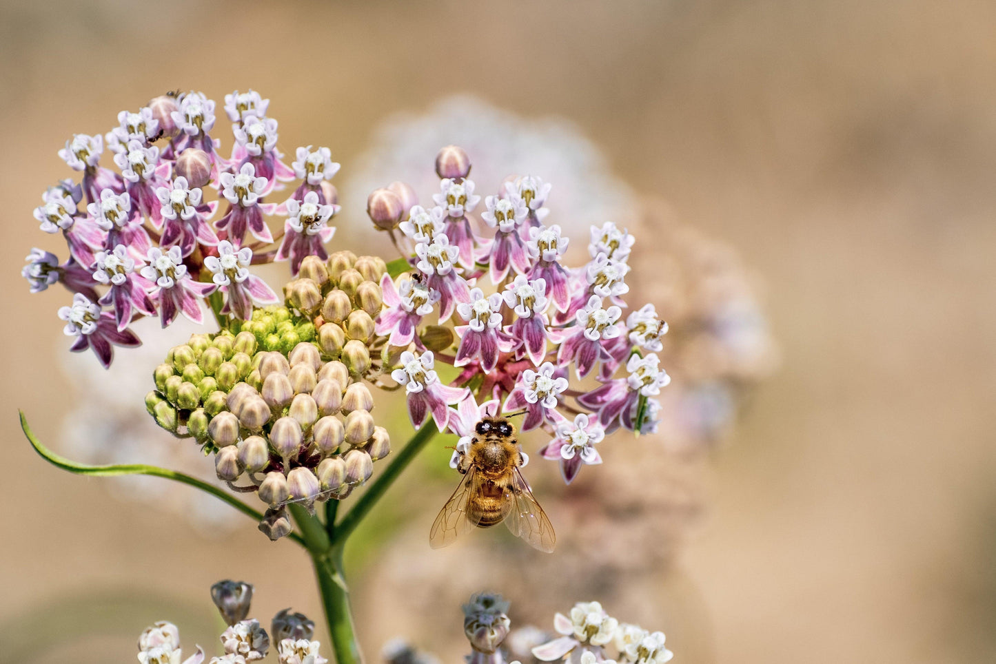 Narrowleaf Milkweed seeds with pink-white flower clusters and a bee Seedtime Store on Tampa Home & Garden Store