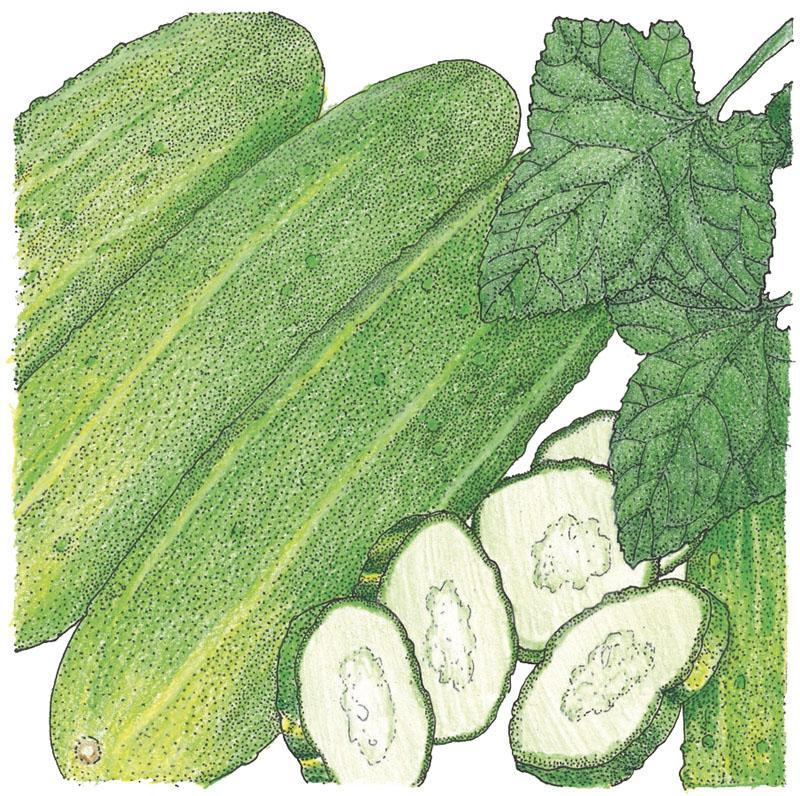 National Pickling Cucumber Seeds (Organic) - Tampa Home & Garden Store