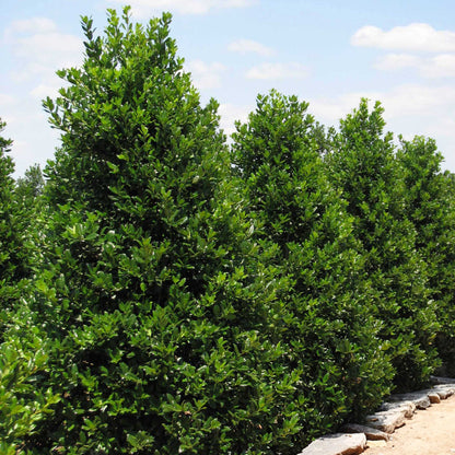 Nellie Stevens Holly plant, dense evergreen shrub with glossy green leaves in a sunny landscape on Tampa Home & Garden Store