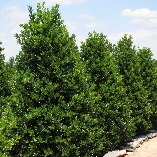 Nellie Stevens Holly plant, dense evergreen shrub with glossy green leaves in a sunny landscape on Tampa Home & Garden Store
