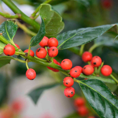 Nellie Stevens Holly plant with red berries and glossy evergreen leaves Live Good Logistics on Tampa Home & Garden Store