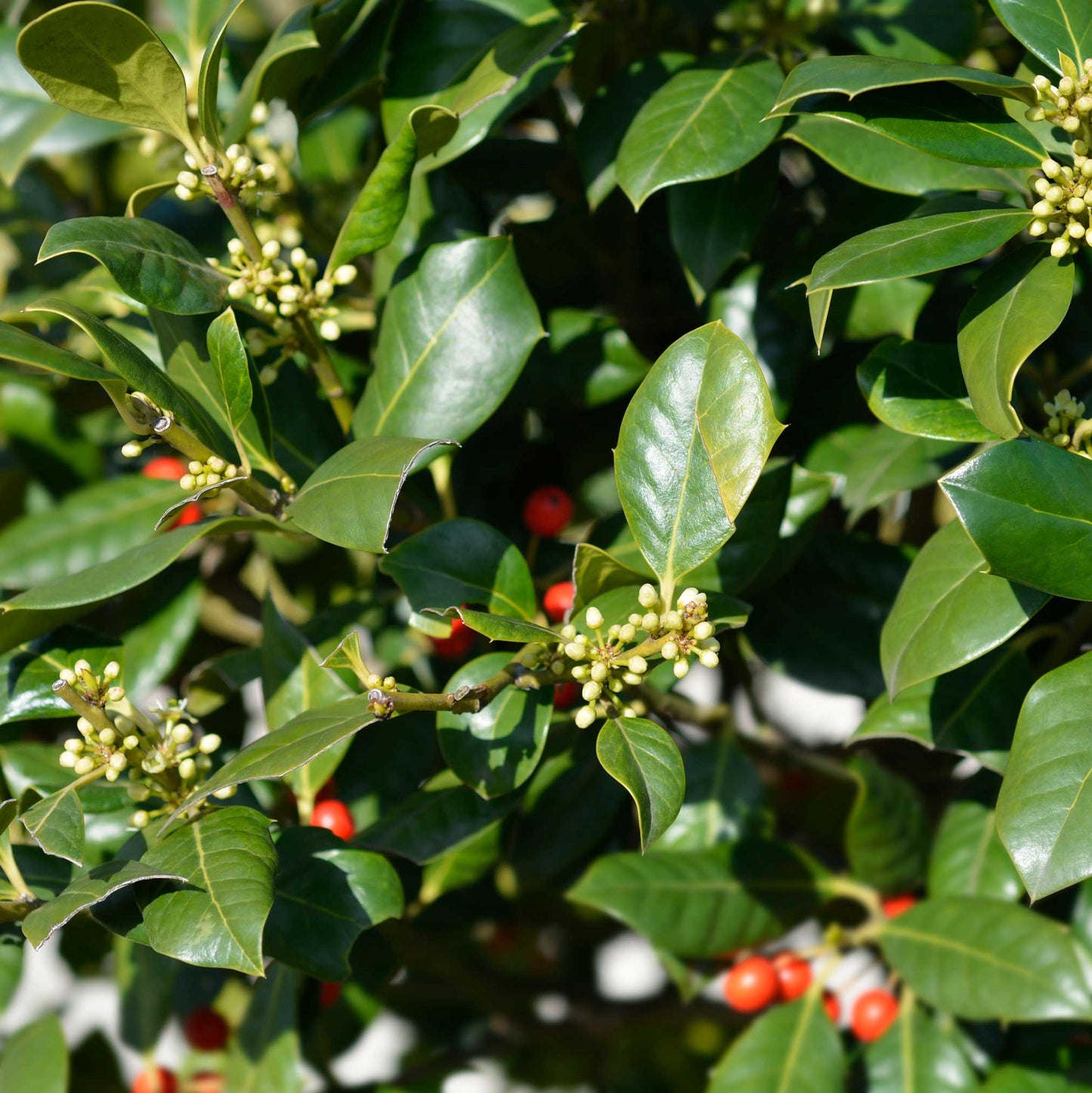 Nellie Stevens Holly plant glossy green leaves, red berries, creamy buds, by Live Good Logistics on Tampa Home & Garden Store