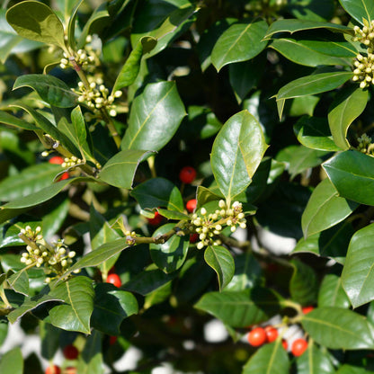 Nellie Stevens Holly plant glossy green leaves, red berries, creamy buds, by Live Good Logistics on Tampa Home & Garden Store