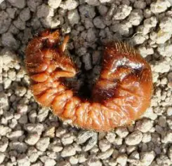 NEMAforce HB nematodes Heterorhabditis bacteriophora orange worm on soil granules on Tampa Home & Garden Store