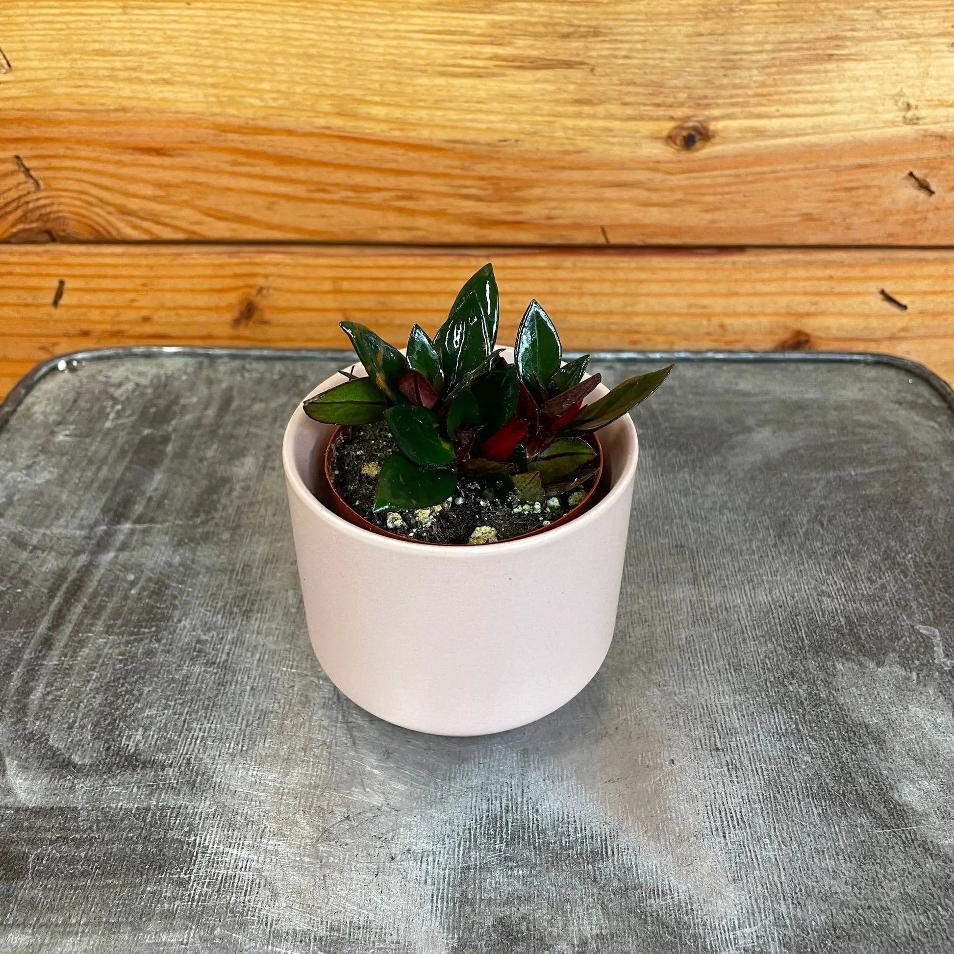 Nematanthus Goldfish Shady Lady Mae, 2" Plant - Tampa Home & Garden Store