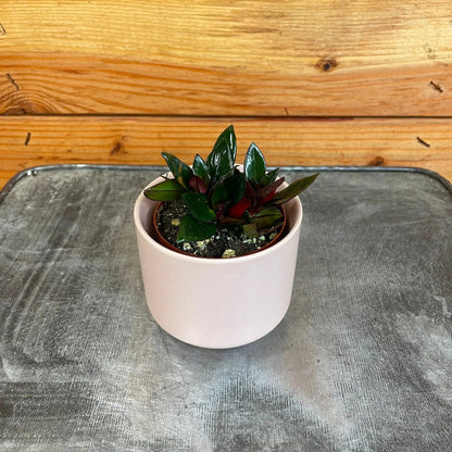 Nematanthus Goldfish Shady Lady Mae, 2" Plant - Tampa Home & Garden Store