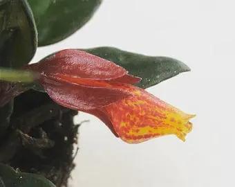 Nematanthus Goldfish Shady Lady Mae, 2" Plant - Tampa Home & Garden Store