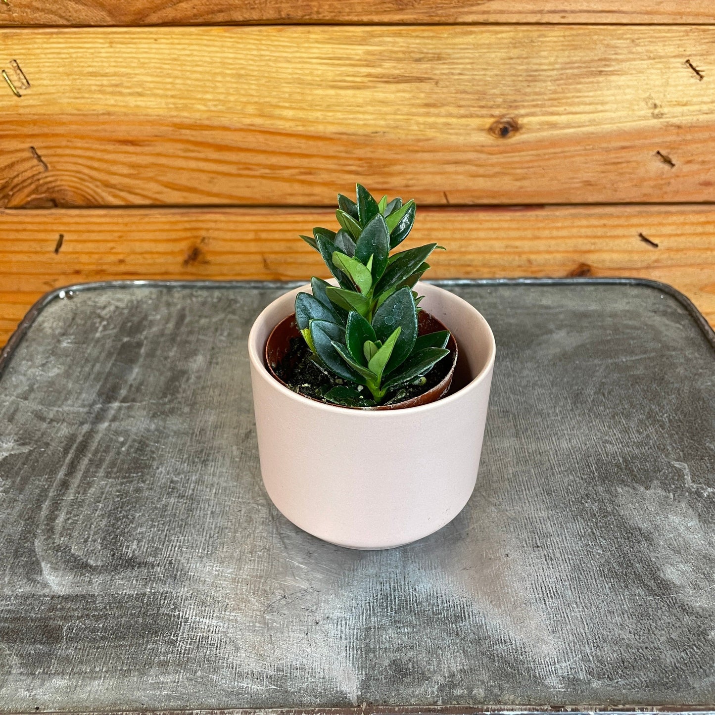 Nematanthus Goldfish Shady Lady Marlene, 2" Plant - Tampa Home & Garden Store