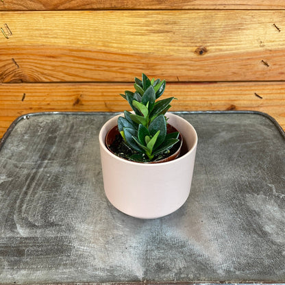 Nematanthus Goldfish Shady Lady Marlene, 2" Plant - Tampa Home & Garden Store