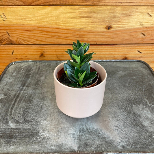 Nematanthus Goldfish Shady Lady Marlene, 2" Plant - Tampa Home & Garden Store