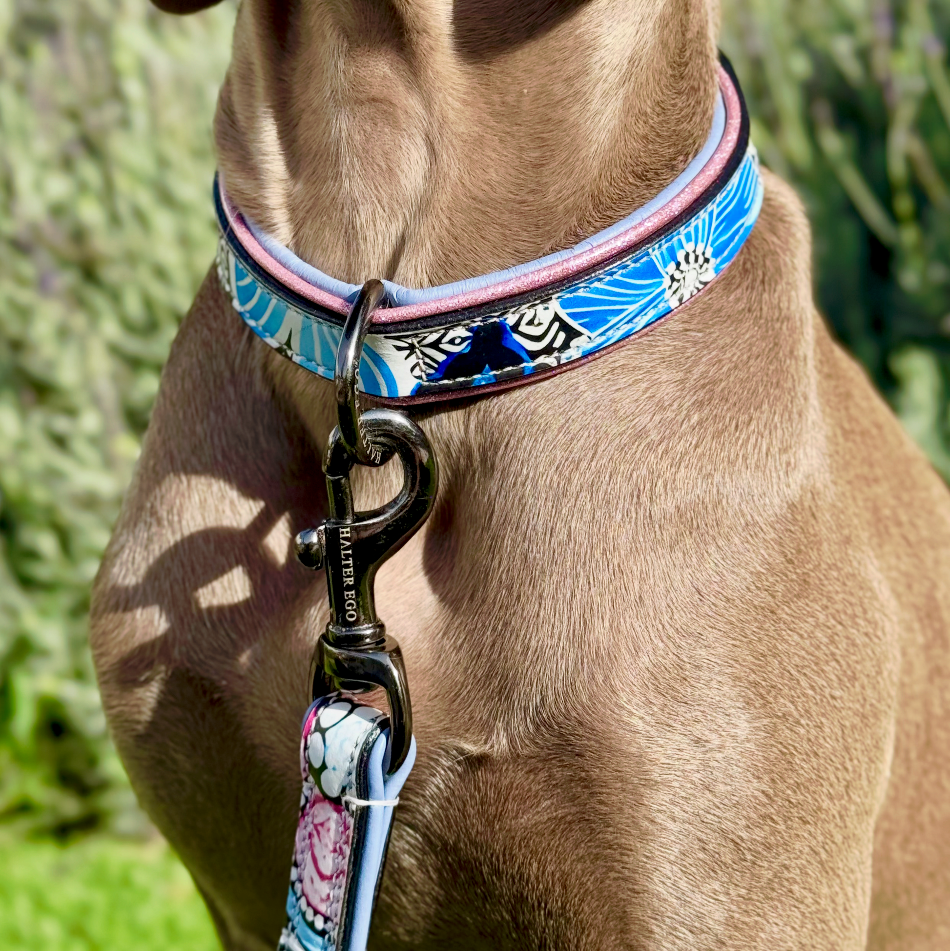 The Blossom Leather Dog Leash by Halter Ego, blue floral pattern with pink trim and metal clasp on Tampa Home & Garden Store