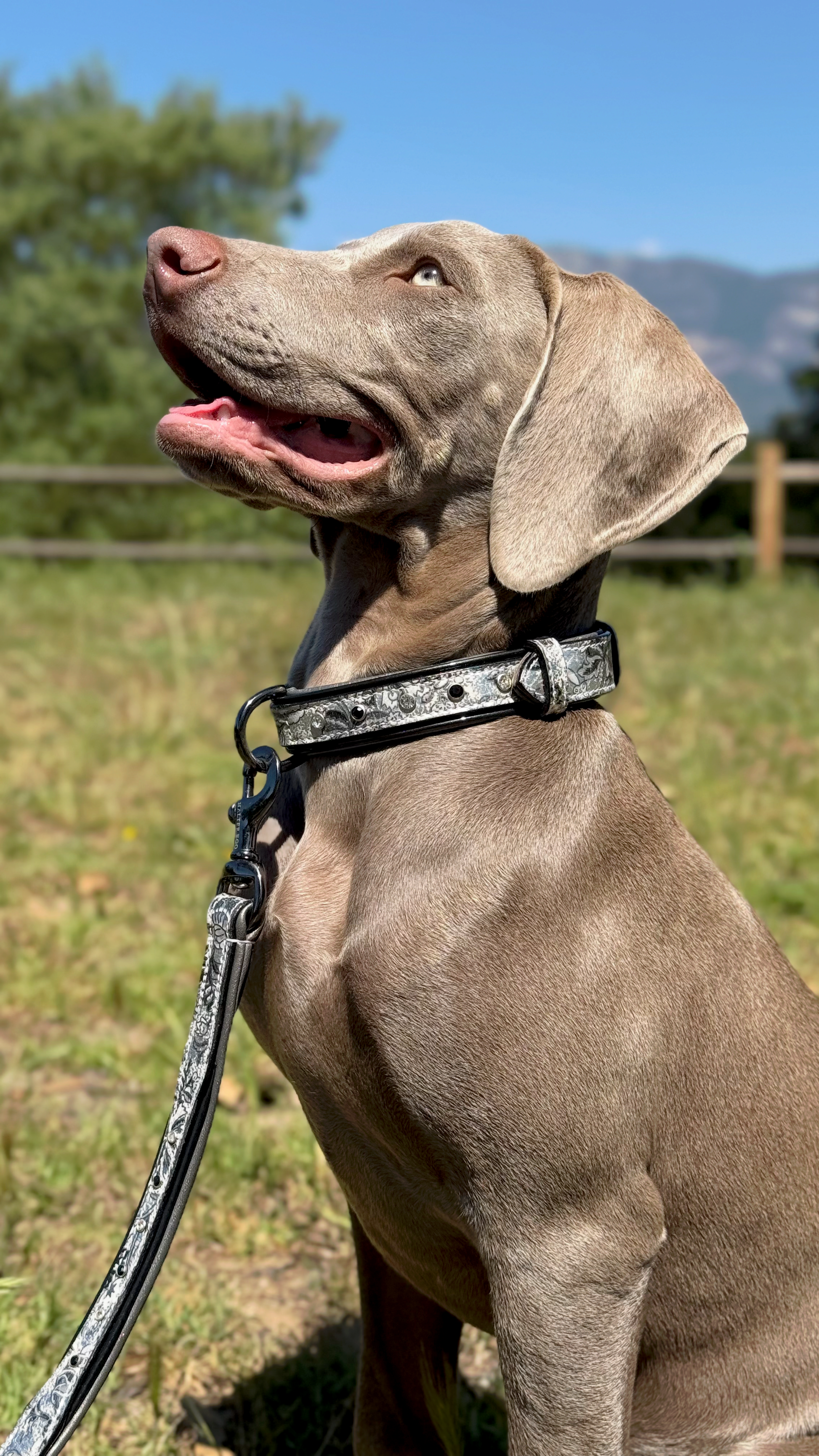 Venetian Leather Dog Collar Halter Ego gray patterned leather on Tampa Home & Garden Store