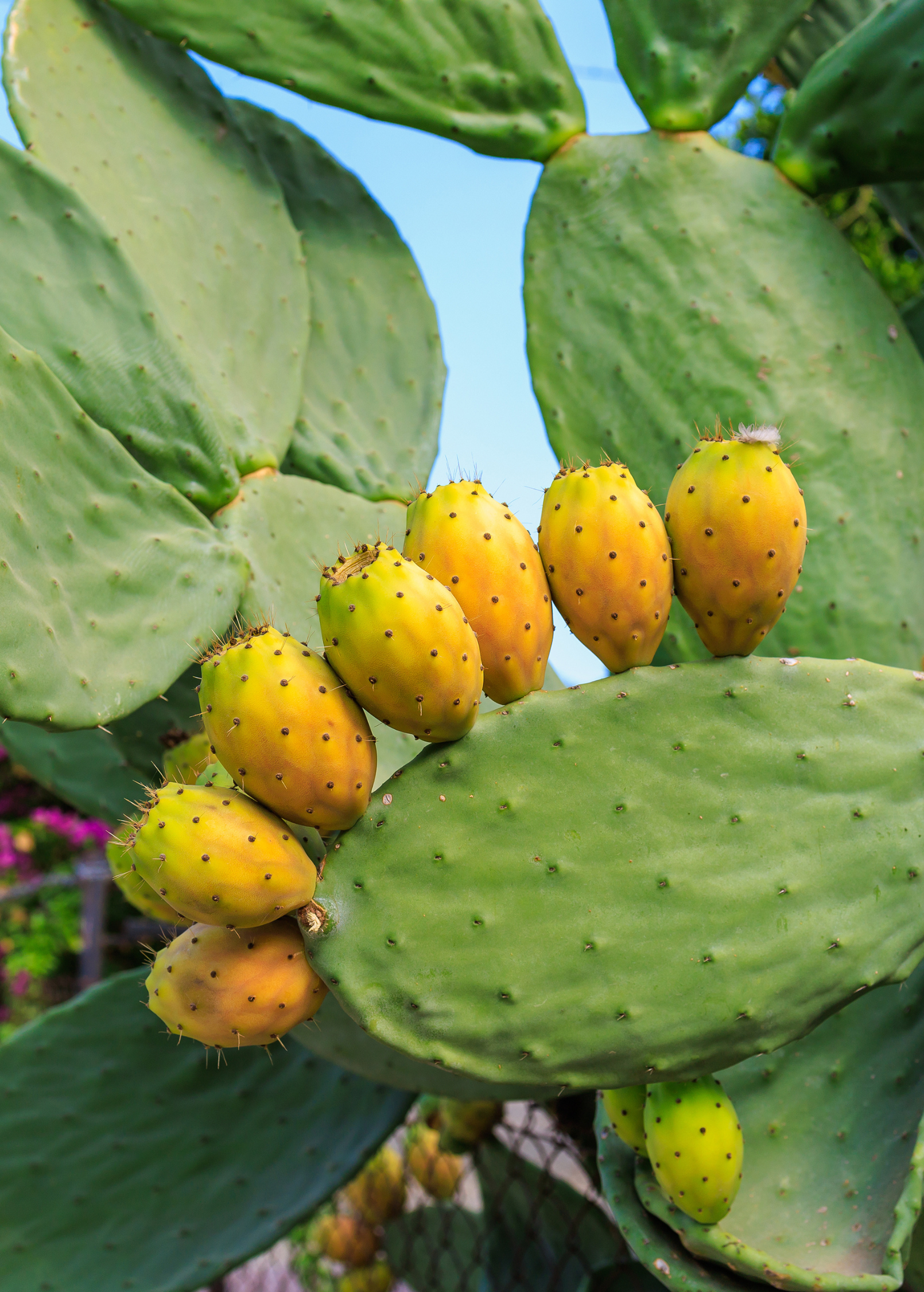 Nopales Cactus (Opuntia matudae) - Tampa Home & Garden Store