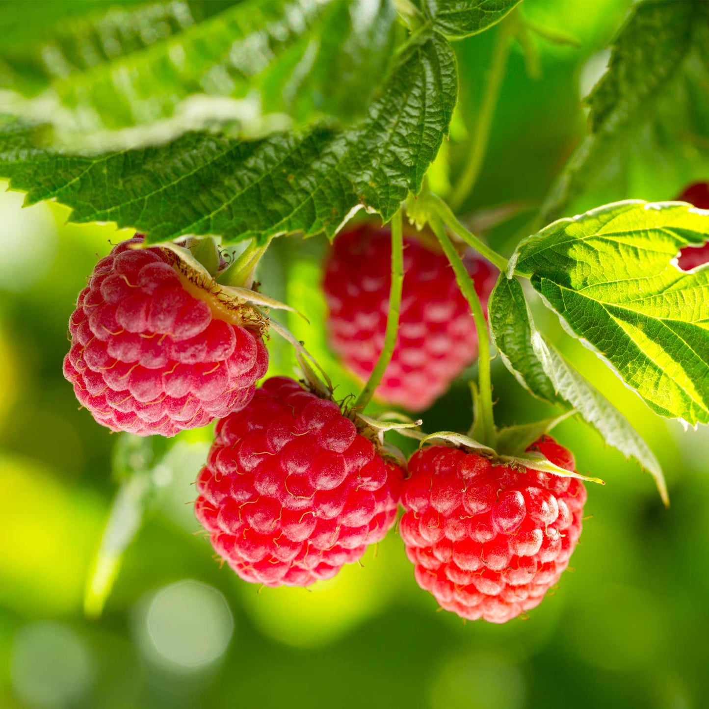 the premium Nova Red Raspberry Plants and Fruit