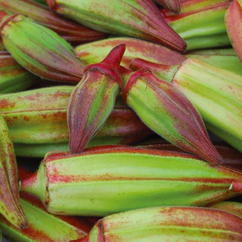 Hill Country Red Okra seeds with green-red pods Seedtime Store on Tampa Home & Garden Store