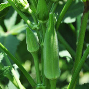 OKRA Seeds, Clemson Spineless - Tampa Home & Garden Store