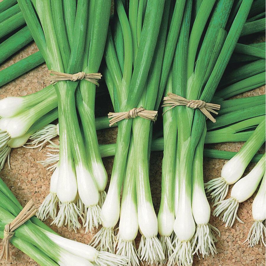Heshiko bunching onions from Seedtime Store, green onions with white bulbs tied in bundles on Tampa Home & Garden Store