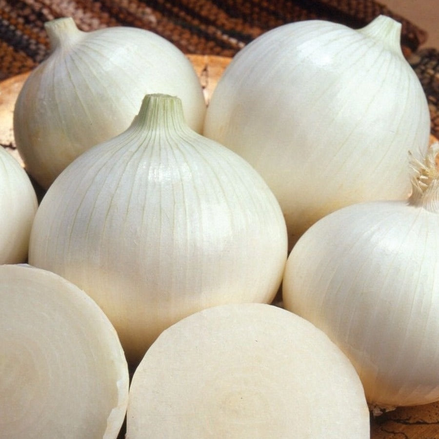 White sweet Spanish onion bulbs with round white skins Seedtime Store on Tampa Home & Garden Store