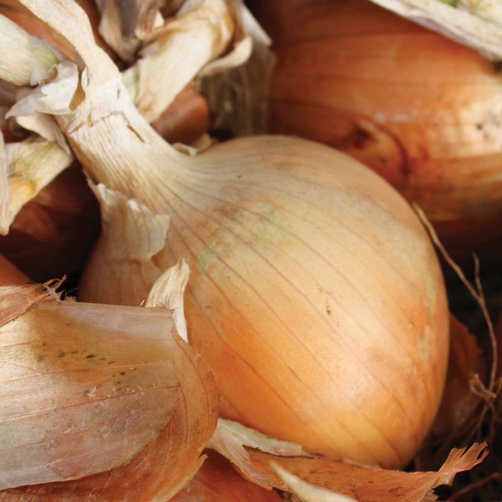 Texas Early Grano 502 onion bulbs with light brown papery skins on Tampa Home & Garden Store