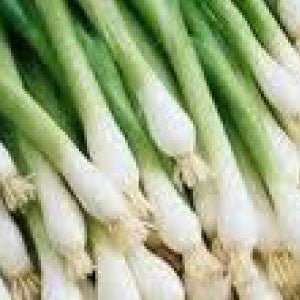 ONION Seeds, Tokyo Long White - Tampa Home & Garden Store
