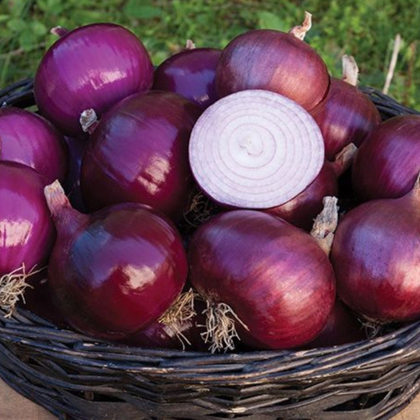 Red Geneva onions in a woven basket; purple-red skins with exposed white onion rings on Tampa Home & Garden Store